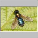 Chloromyia formosa - Waffenfliege w10.jpg